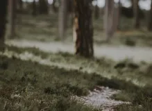 Discover the Ultimate Ozark Trail Trekking Pole for Your Adventure