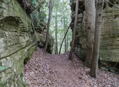 Discover the Ultimate Ozark Trail Trekking Pole: Your Adventure Awaits!