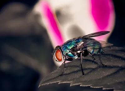 Discover the Perfect Fly Trekker Helmet for Your Adventure!