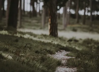 Discover the Ultimate Ozark Trail Trekking Pole for Your Adventure